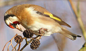 European Goldfinch