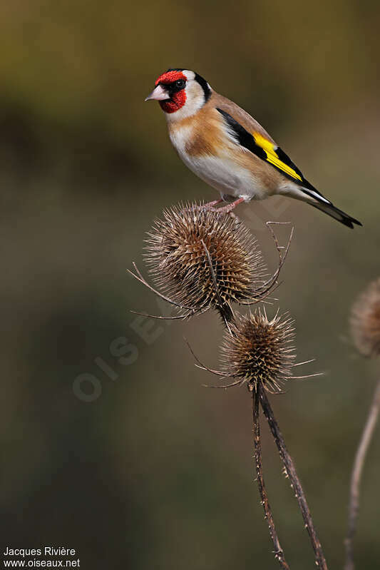 European Goldfinch male adult breeding, identification