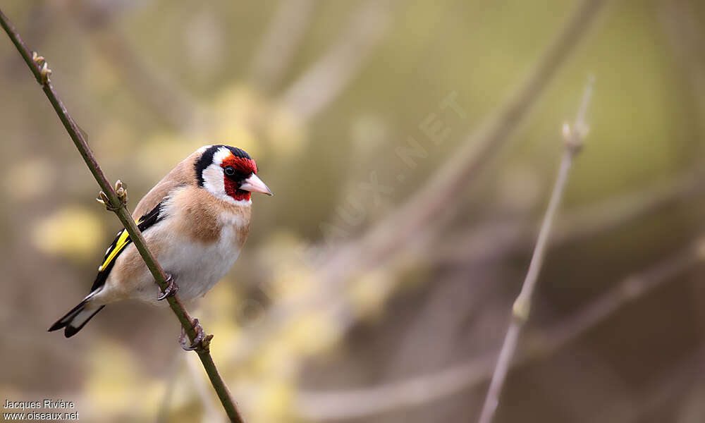 European Goldfinch male adult post breeding, identification