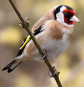 European Goldfinch