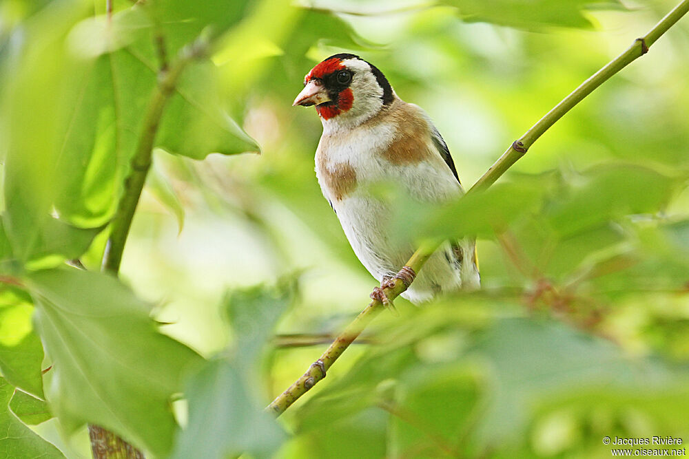 Chardonneret élégant femelle adulte, Nidification