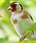 European Goldfinch