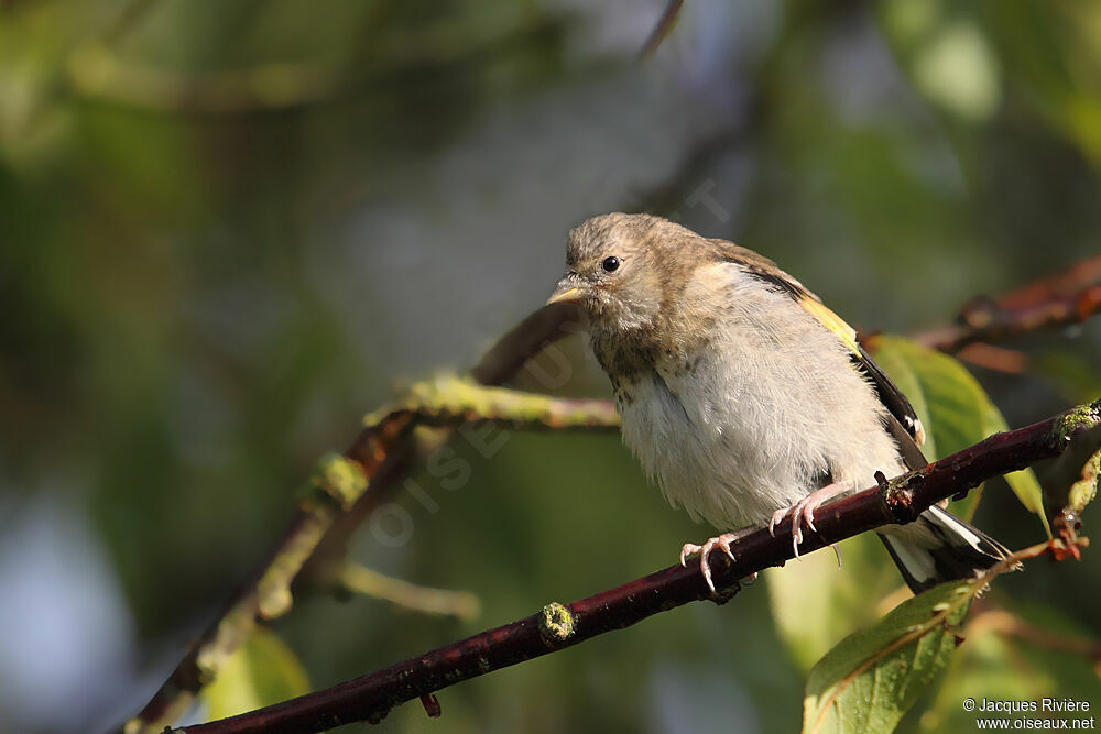 European Goldfinchjuvenile