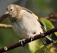 European Goldfinch