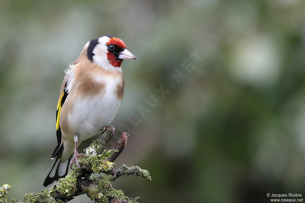 European Goldfinch male adult post breeding