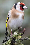 European Goldfinch