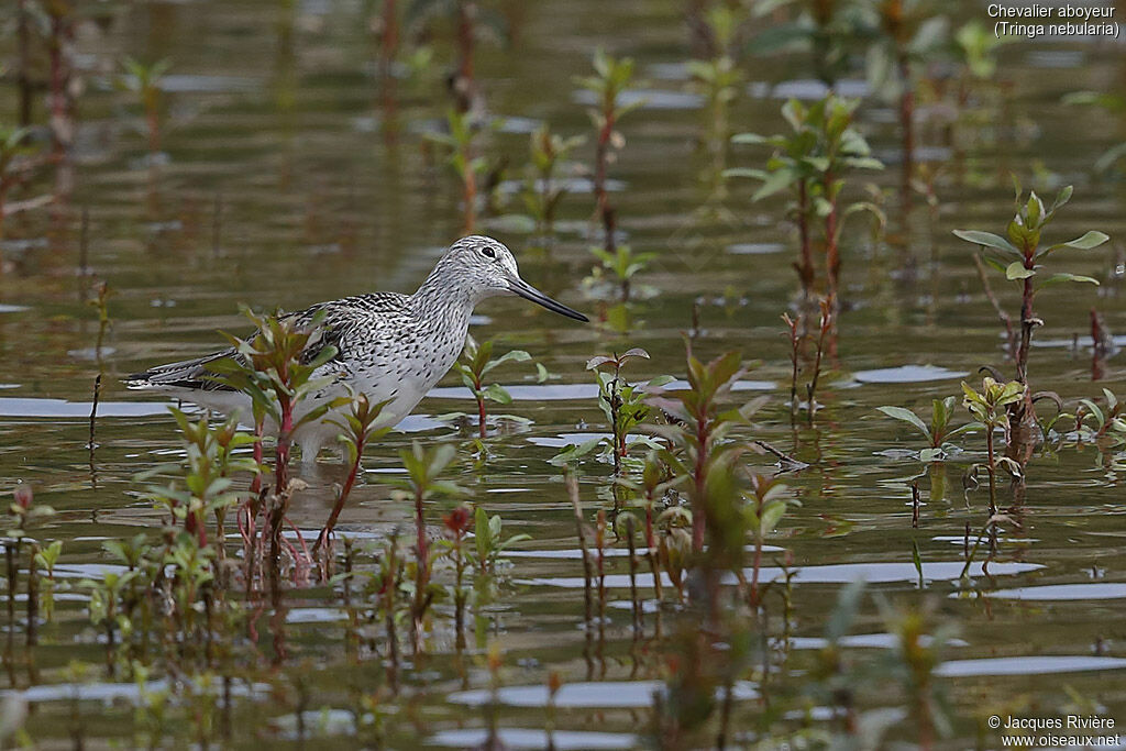 Chevalier aboyeuradulte nuptial, identification