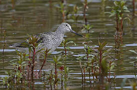 Common Greenshank