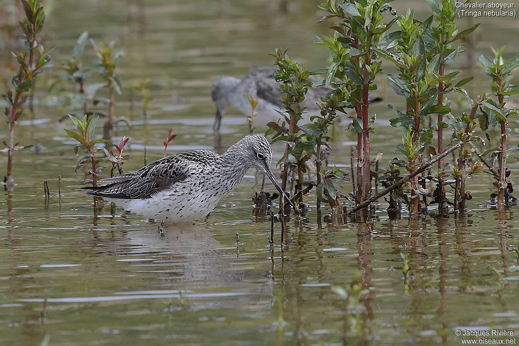 Chevalier aboyeuradulte nuptial, identification