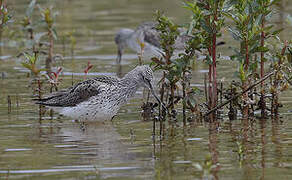 Common Greenshank