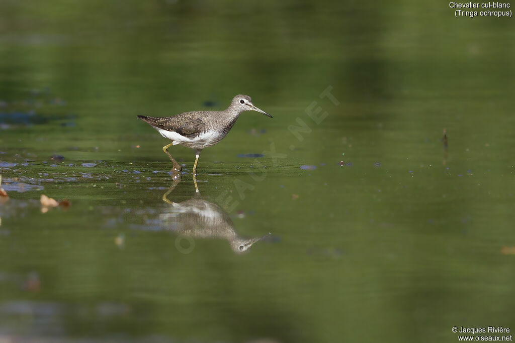 Green Sandpiperadult, identification, walking