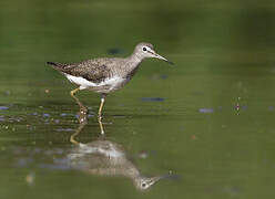 Green Sandpiper