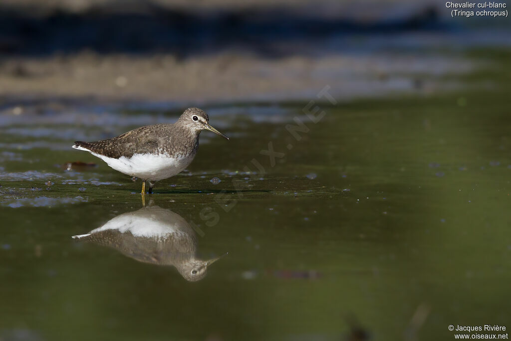 Green Sandpiperadult, identification