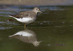 Green Sandpiper