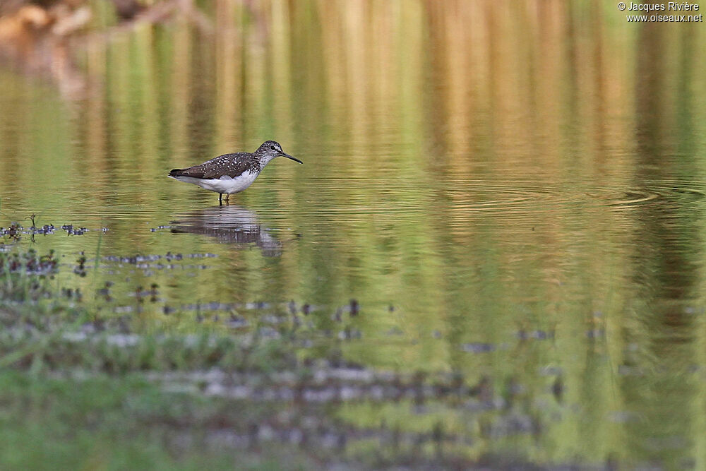 Green Sandpiperadult post breeding