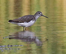 Green Sandpiper