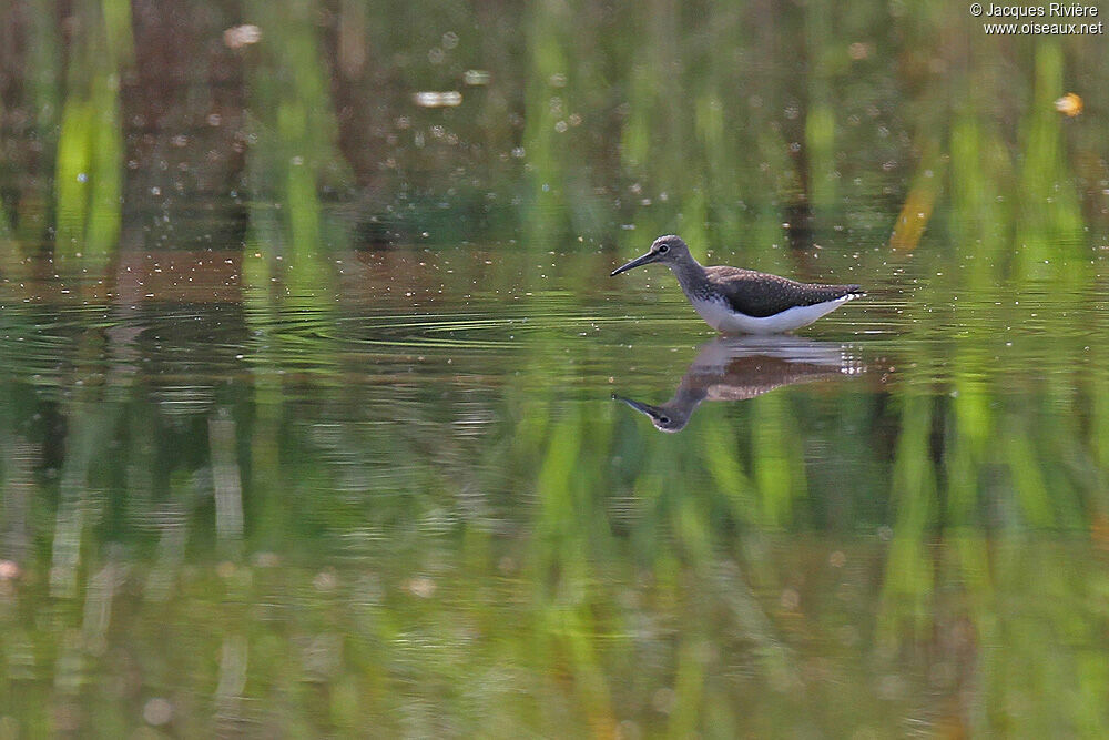 Green Sandpiperadult