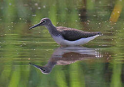 Green Sandpiper