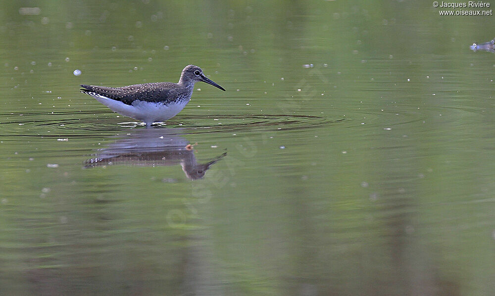 Green Sandpiperadult