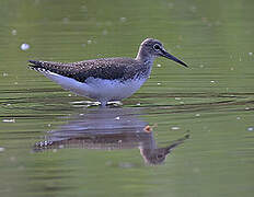 Green Sandpiper