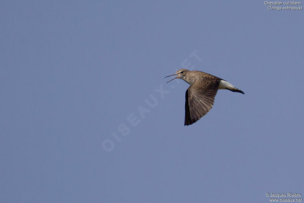 Green Sandpiperadult post breeding, Flight