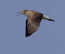 Green Sandpiper