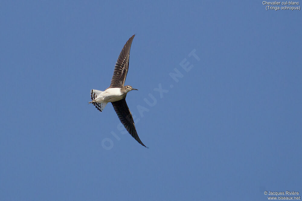 Green Sandpiperadult, Flight