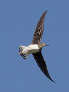 Green Sandpiper