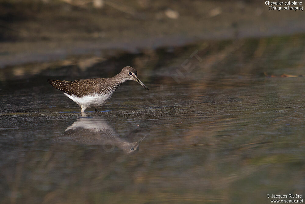 Chevalier cul-blancadulte, identification, pêche/chasse