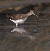 Green Sandpiper