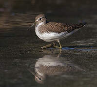 Green Sandpiper