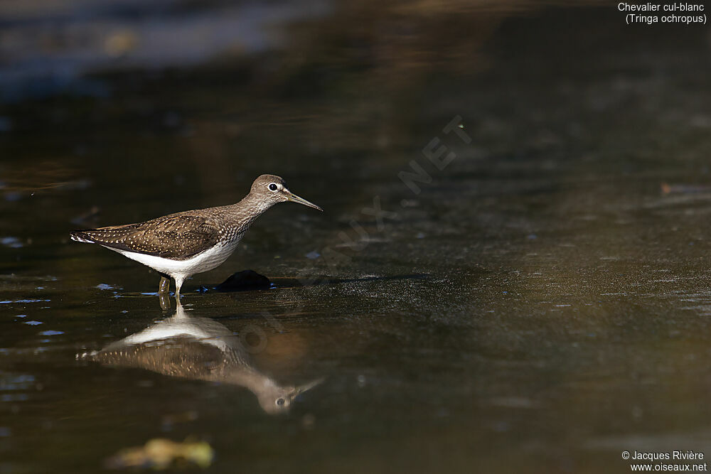 Chevalier cul-blancadulte, identification, pêche/chasse