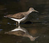 Green Sandpiper