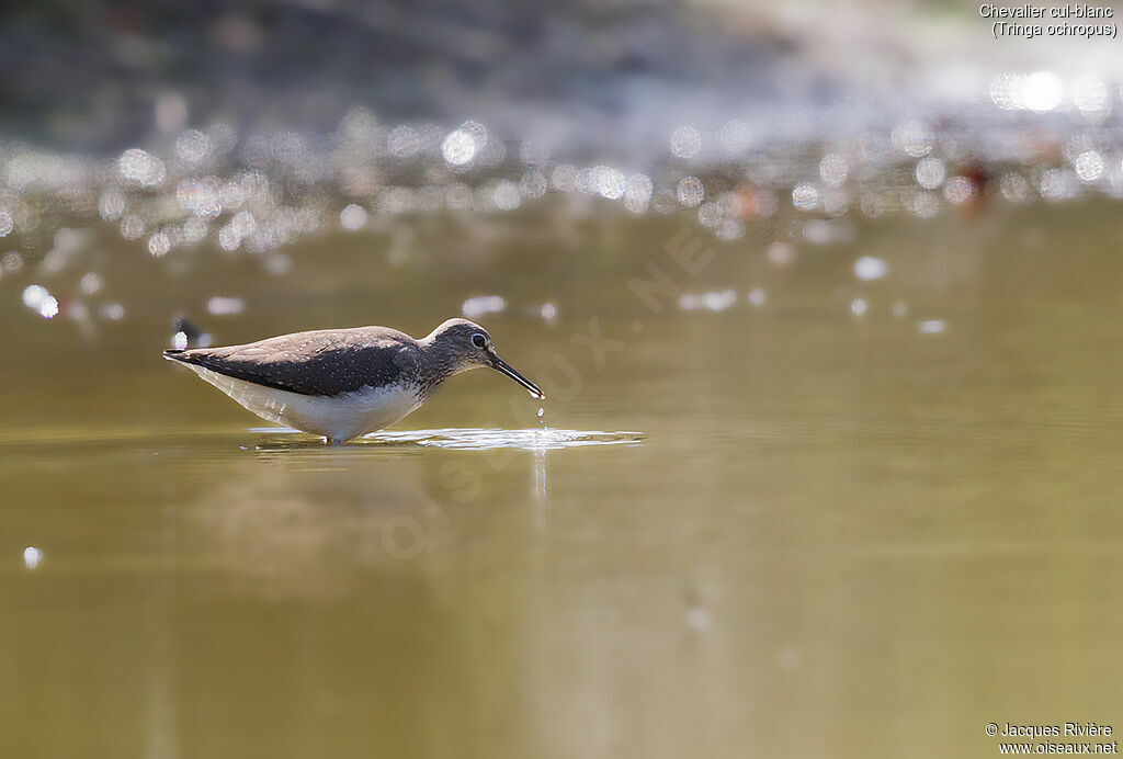 Green Sandpiperadult post breeding, identification, fishing/hunting