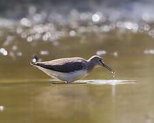 Green Sandpiper