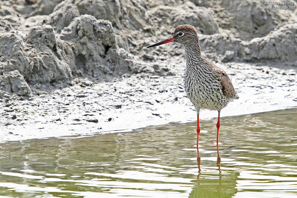 Common Redshankadult breeding