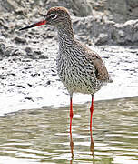 Common Redshank