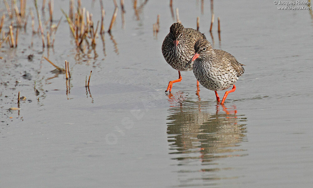 Common Redshank adult breeding