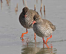 Common Redshank