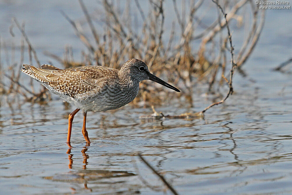 Common Redshankadult post breeding