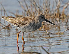 Common Redshank