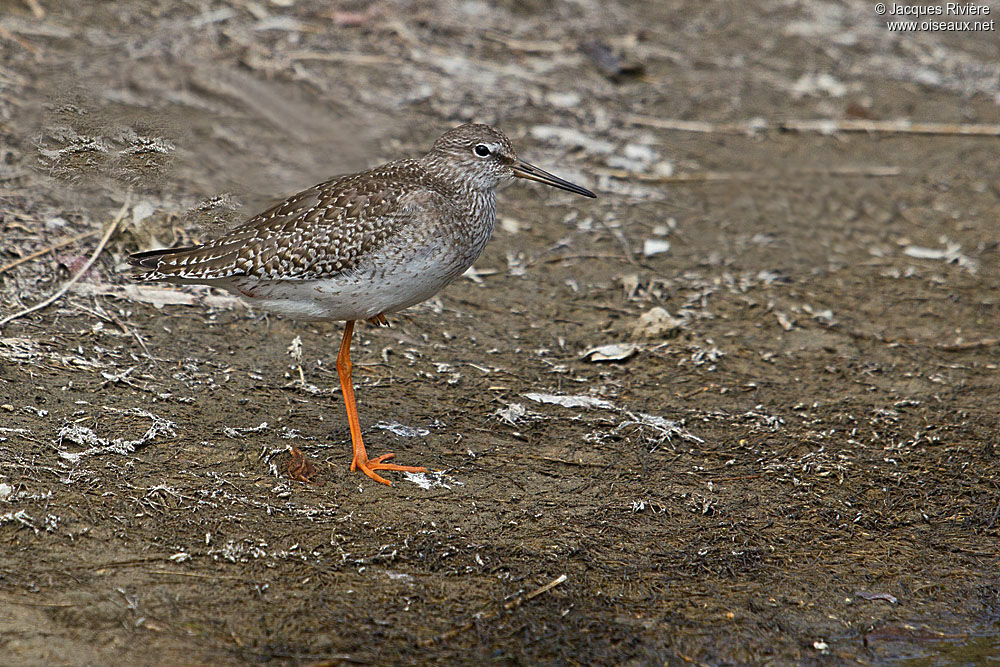 Common Redshankadult breeding