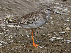 Common Redshank