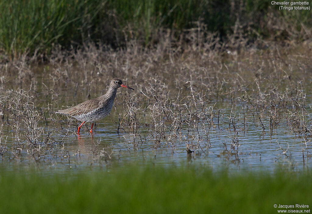 Common Redshankadult breeding, identification