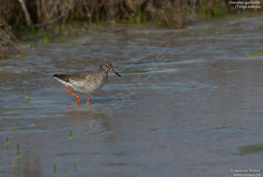 Common Redshankadult breeding, identification, walking