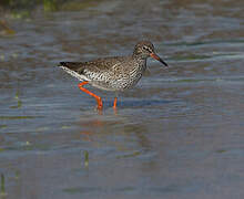 Common Redshank