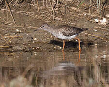 Common Redshank