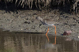 Common Redshank