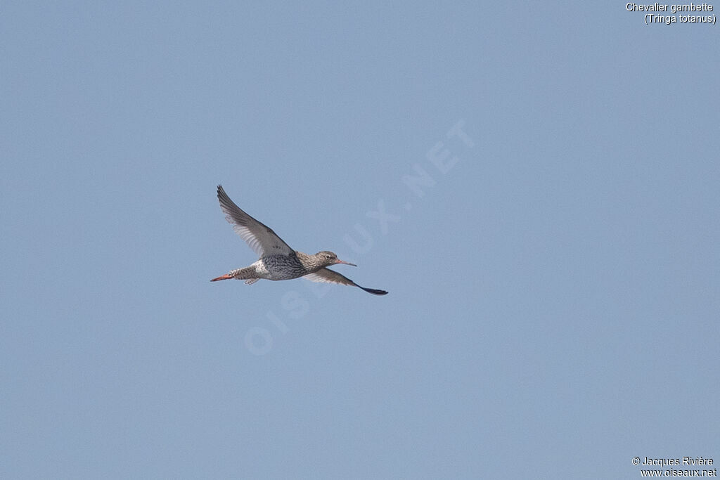 Common Redshankadult breeding, Flight