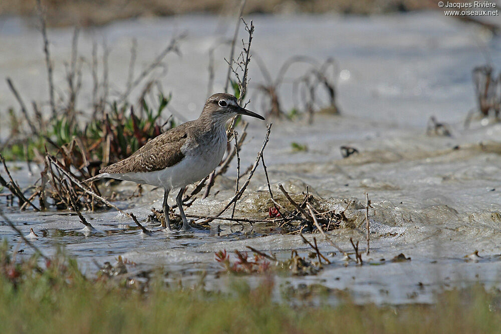 Common Sandpiperadult